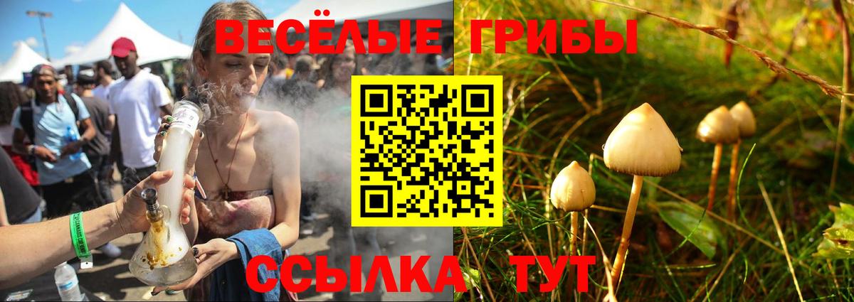 Галлюциногенные грибы Psilocybine cubensis Ахтубинск